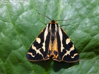 Skovbjørn (Parasemia plantaginis)