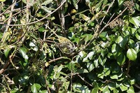 Blackpoll Warbler