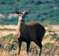 Huemul