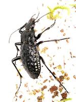 Carabus variolosus