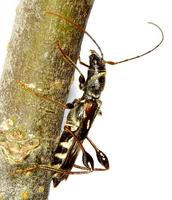 Molorchus minor minor