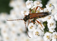 Stenopterus flavicornis