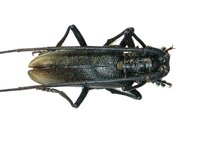 Monochamus urussovi