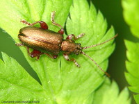 Plateumaris consimilis