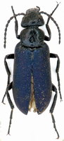 Zonitis bellieri