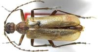 Vesperus ligusticus