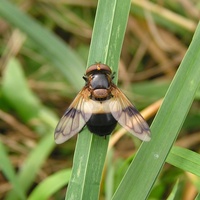 Volucella pellucens - Pellucid Hoverfly