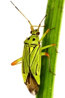 Mermitelocerus schmidtii