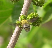 Xylocopa pubescens