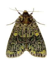Craniophora ligustri - The Coronet
