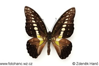 Graphium wallacei