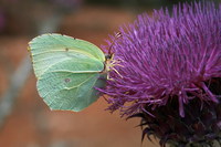 Gonepteryx cleopatra cleopatra