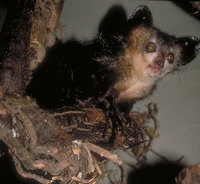 Aye-aye (Daubentonia madagascariensis)