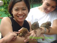 photograph of a Philippine tarsier (Tarsius syrichta)