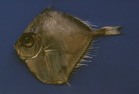 Xenolepidichthys dalgleishi, Spotted tinselfish: