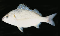 Pomadasys olivaceus, Olive grunt: fisheries, bait