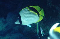 Chaetodon lineolatus, Lined butterflyfish: fisheries, aquarium
