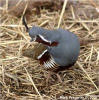 Mountain Quail Oreortyx pictus