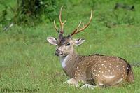 Image of: Axis axis (chital)