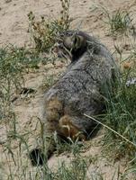 Image of: Felis manul (Pallas' cat)