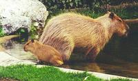 Image of: Hydrochoerus hydrochaeris (capybara)