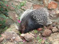 Image of: Hystrix africaeaustralis (Cape porcupine)