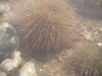 Psammechinus miliaris - Green Sea-urchin