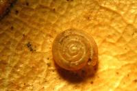 Punctum pygmaeum