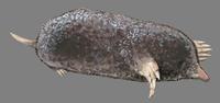 Image of: Scalopus aquaticus (eastern mole)