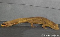 Paramesotriton caudopunctatus