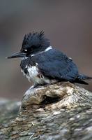 Megaceryle alcyon - Belted Kingfisher