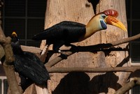 Aceros cassidix - Knobbed Hornbill