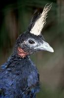 Afropavo congensis - Congo Peafowl