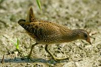 Porzana porzana - Spotted Crake