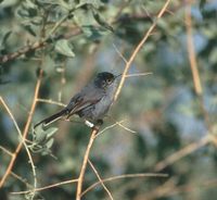 Polioptila californica - California Gnatcatcher