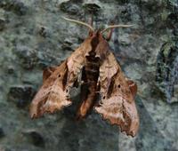 Image of: Paonias excaecatus (blinded sphinx)