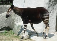 Okapia johnstoni - Okapi