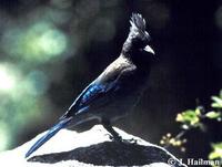 Image of: Cyanocitta stelleri (Steller's jay)