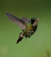 Image of: Lophornis helenae (black-crested coquette)