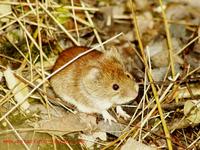 Clethrionomys glareolus - Bank Vole