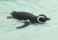 Image of: Spheniscus (Spheniscus penguins)