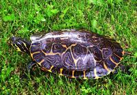 Image of: Pseudemys concinna (river cooter)