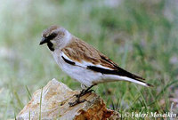 White-winged Snowfinch - Montifringilla nivalis