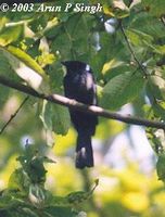 Lesser Racket-tailed Drongo - Dicrurus remifer