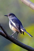 Oriental Magpie Robin - Copsychus saularis