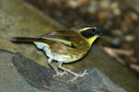 Yellow throated Scrubwren