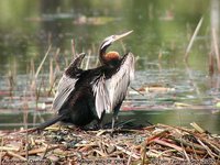 Darter - Anhinga melanogaster