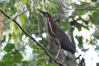 Rufescent Tiger-Heron - Tigrisoma lineatum