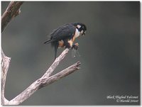 Black-thighed Falconet - Microhierax fringillarius