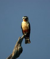 Collared Falconet - Microhierax caerulescens